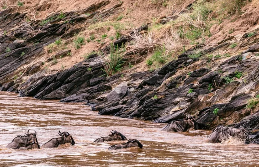 Zachwycające widoki podczas safari w Kenii