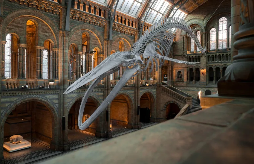 Natural History Museum w Londynie atrakcje dla całej rodziny