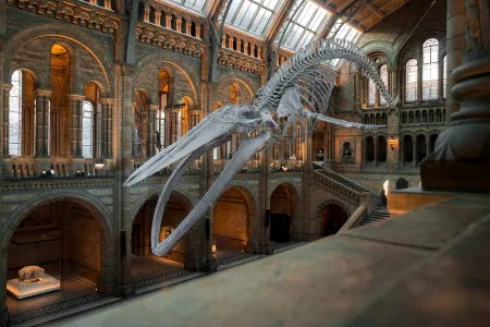 Natural History Museum w Londynie atrakcje dla całej rodziny