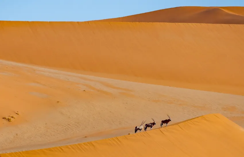 Atrakcyjne wydmy Sossusvlei w Namibii - idealne miejsce na trekking
