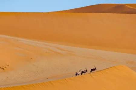 Atrakcyjne wydmy Sossusvlei w Namibii - idealne miejsce na trekking