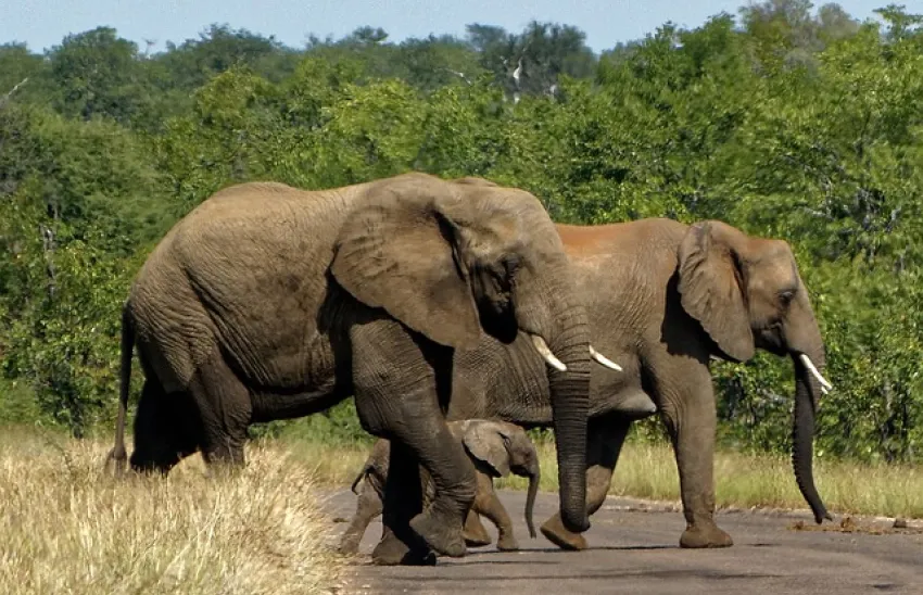 Kruger National Park Południowa Afryka przewodnik i atrakcje