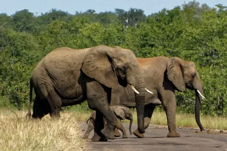 Kruger National Park Południowa Afryka przewodnik i atrakcje