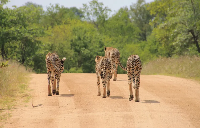 Spotkanie ze słoniem w Kruger National Park w Południowej Afryce