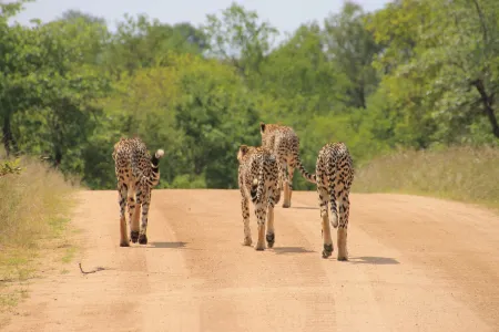 Spotkanie ze słoniem w Kruger National Park w Południowej Afryce